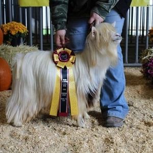 Meet your Posher, Samantha